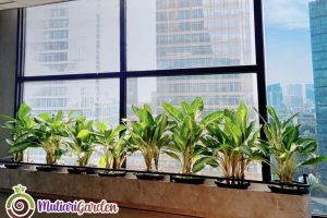 Jasa Sewa Tanaman Hias