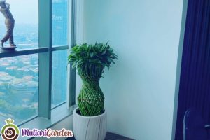 Jasa Sewa Tanaman Kantor