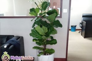 Jasa Tanaman Interior Profesional