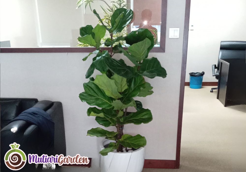 Jasa Tanaman Interior Profesional