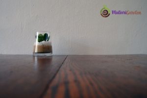 Apa Manfaat Tanaman Hias bagi Lingkungan Kerja?