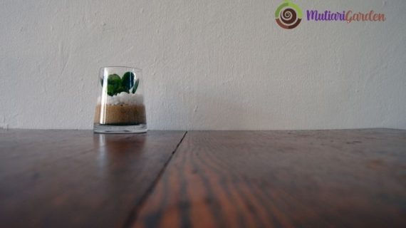 Apa Manfaat Tanaman Hias bagi Lingkungan Kerja?