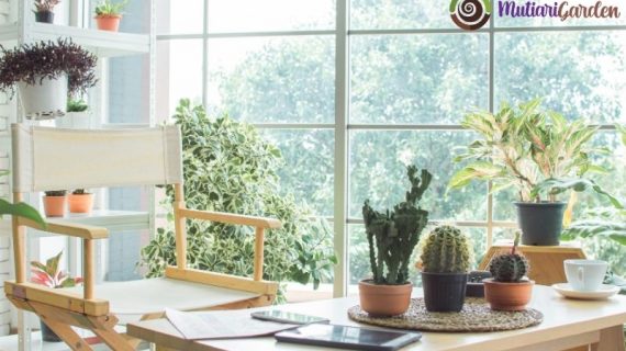 Apa Saja Perawatan Dasar Tanaman Hias Indoor yang Wajib Diketahui?