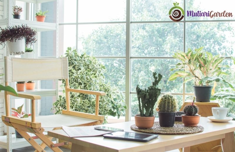 Apa Saja Perawatan Dasar Tanaman Hias Indoor yang Wajib Diketahui?