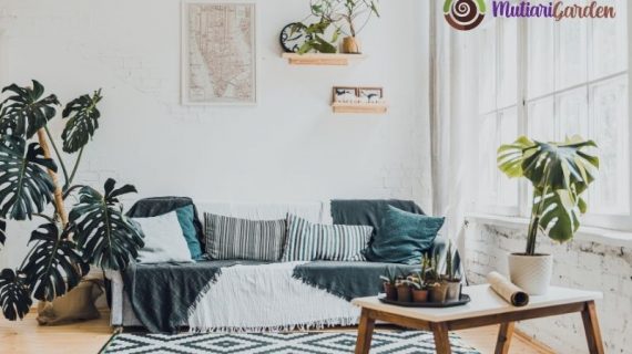 Apakah Rumah Sakit Juga Menyewa Tanaman?