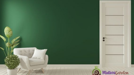 Apakah Tanaman Hias Bisa Memperbaiki Kualitas Udara di Dalam Ruangan?