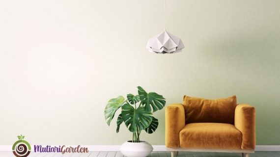 Apakah Tanaman Hias Bisa Meredam Kebisingan? Fakta Menarik yang Perlu Diketahui