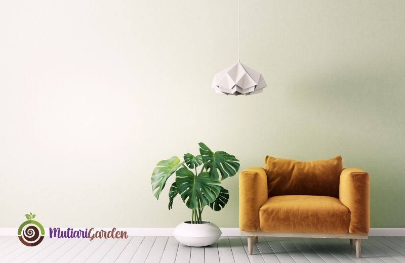 Apakah Tanaman Hias Bisa Meredam Kebisingan? Fakta Menarik yang Perlu Diketahui