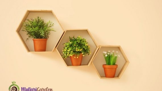 Apakah Tersedia Tanaman Indoor dan Outdoor untuk Disewa?