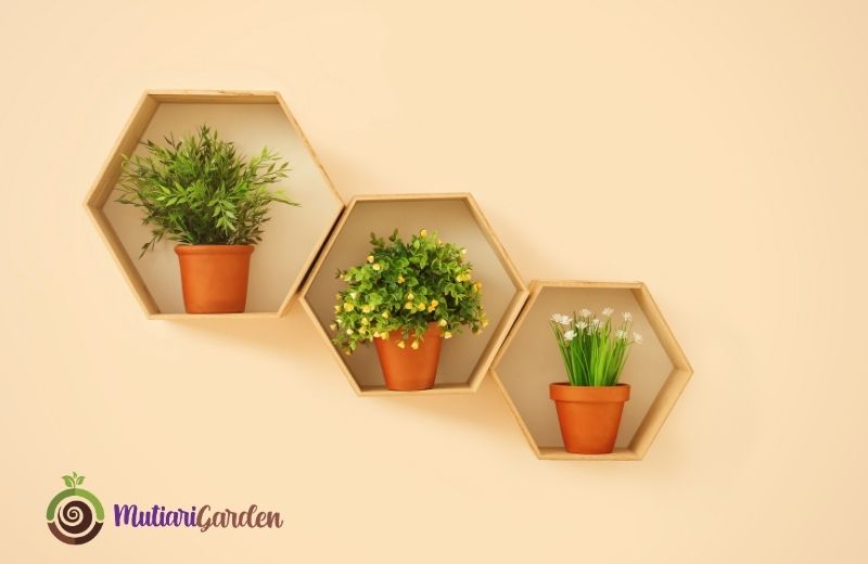 Apakah Tersedia Tanaman Indoor dan Outdoor untuk Disewa?