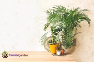 Apakah Vendor Sewa Tanaman Menyediakan Konsultasi Desain?