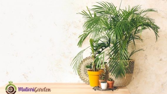 Apakah Vendor Sewa Tanaman Menyediakan Konsultasi Desain?