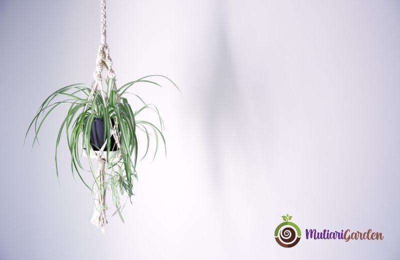 Berapa Lama Durasi Minimal Sewa Tanaman Hias?