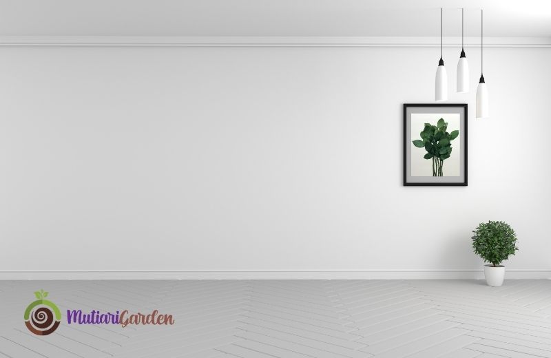Mengapa Tanaman Hias Penting dalam Desain Interior untuk Ruang Lebih Hidup dan Seimbang