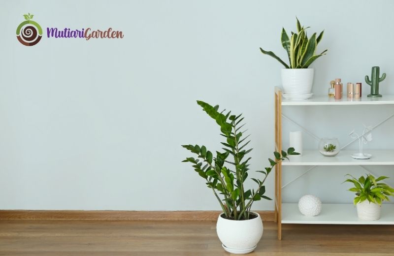 Tanaman Hias Apa Saja yang Paling Sering Disewa untuk Dekorasi Ruangan?