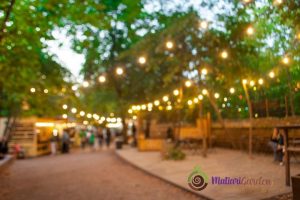 Tanaman Hias Apa yang Cocok untuk Event Outdoor?