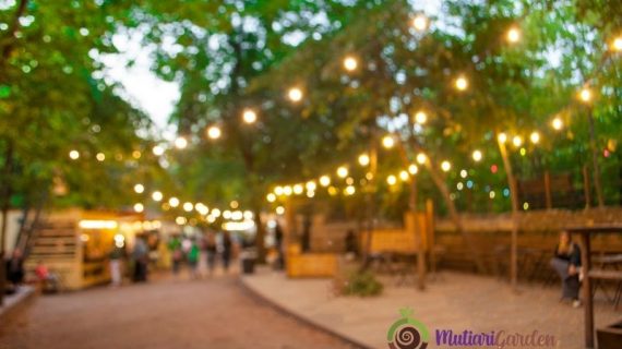 Tanaman Hias Apa yang Cocok untuk Event Outdoor?