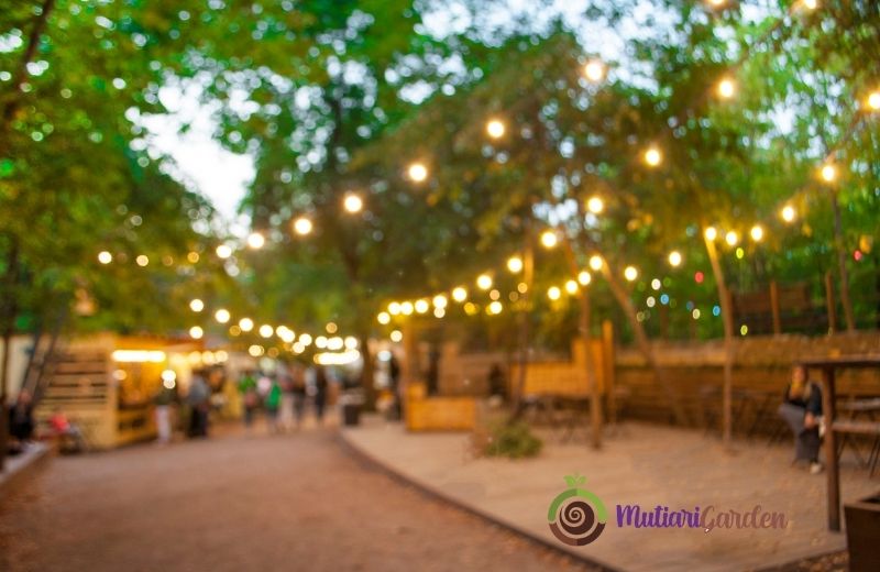 Tanaman Hias Apa yang Cocok untuk Event Outdoor?
