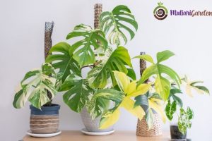 10 Jenis Tanaman Hias Indoor yang Mudah Dirawat dan Bikin Rumah Lebih Asri