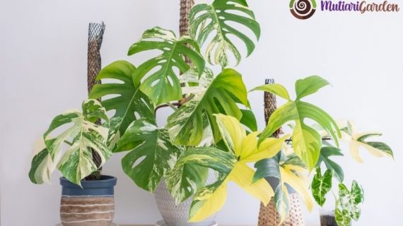 10 Jenis Tanaman Hias Indoor yang Mudah Dirawat dan Bikin Rumah Lebih Asri