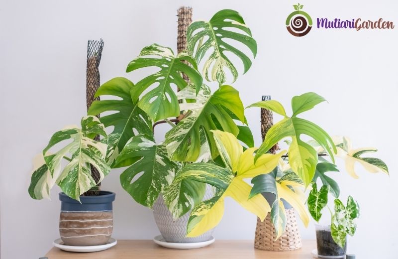 10 Jenis Tanaman Hias Indoor yang Mudah Dirawat dan Bikin Rumah Lebih Asri
