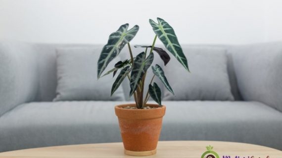Rekomendasi Tanaman Hias Indoor Terbaik untuk Anda