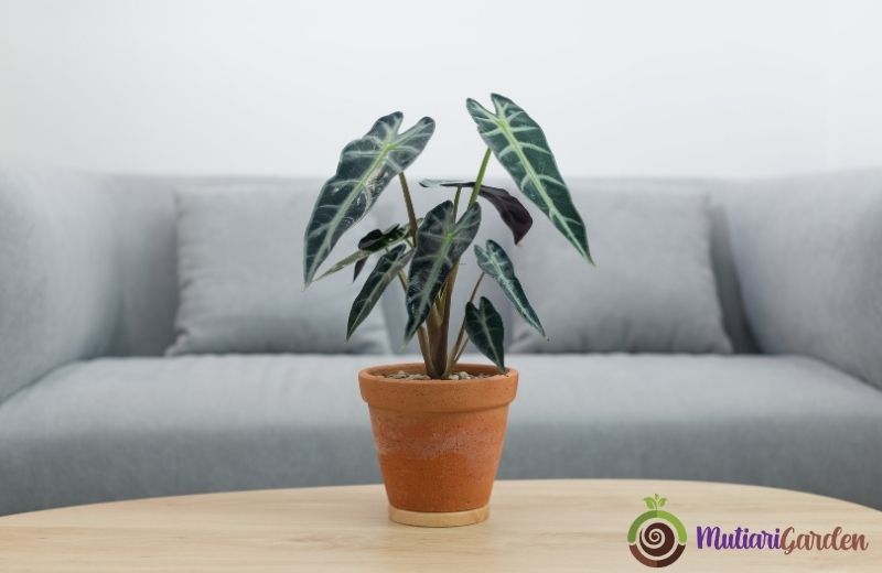 Alocasia Odora