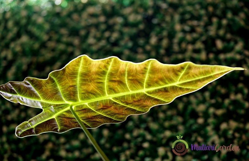 Beli Tanaman Hias Berkualitas di Jakarta dan Online Bersama MutiariGarden.com