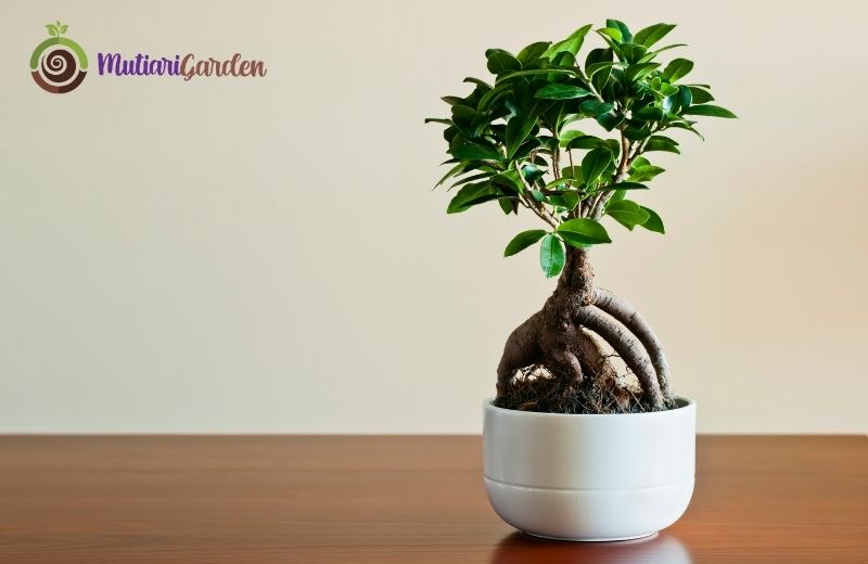 Bonsai Ficus untuk Pecinta Tanaman di Jakarta