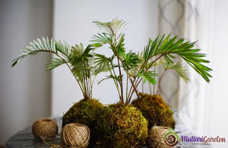 Inspirasi Dekorasi Tanaman Hias dalam Ruangan yang Bikin Rumah Makin Asri