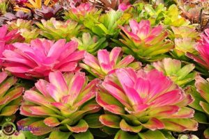 Jenis-Jenis Bunga Hias Indoor Daun Lebar dalam Pot Kecil yang Mudah Dirawat