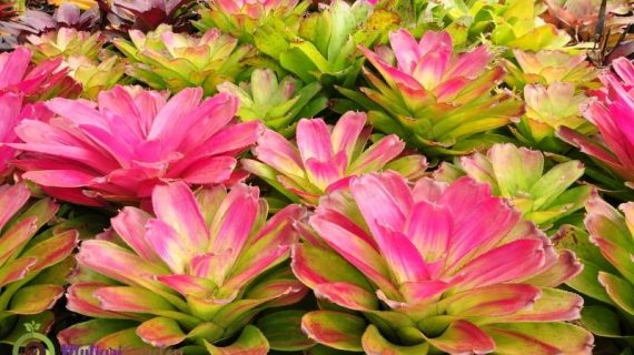 Jenis-Jenis Bunga Hias Indoor Daun Lebar dalam Pot Kecil yang Mudah Dirawat