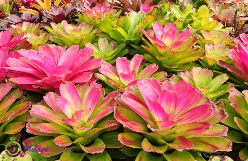 Jenis-Jenis Bunga Hias Indoor Daun Lebar dalam Pot Kecil yang Mudah Dirawat