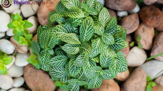 Manfaat Jasa Sewa Tanaman Indoor dan Tanaman Hias untuk Lingkungan Anda