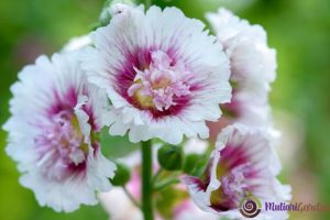 Manfaat dan Jenis Tanaman Calathea untuk Dekorasi Ruangan