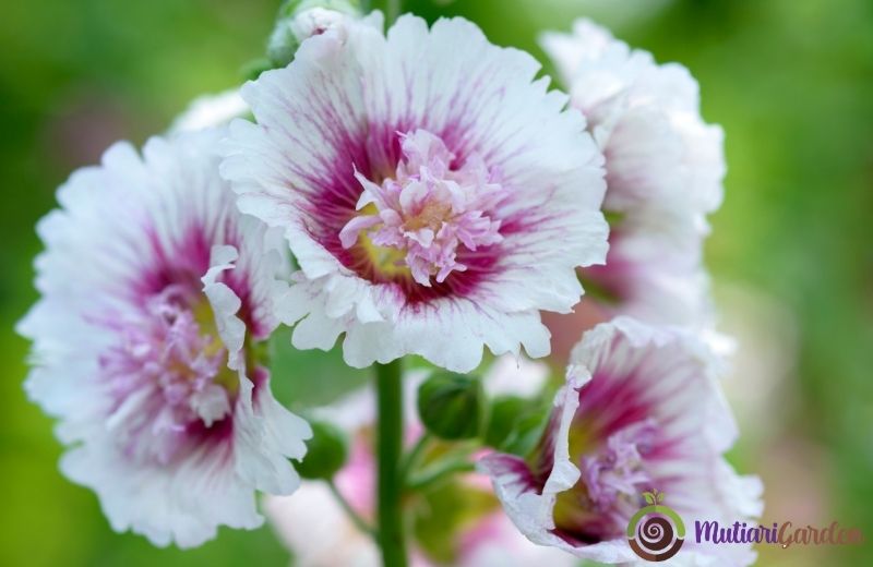 Manfaat dan Jenis Tanaman Calathea untuk Dekorasi Ruangan