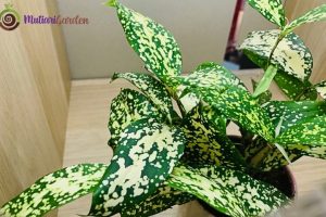 Manfaat dan Jenis Tanaman Dracaena untuk Dekorasi Rumah Sejuk dan Estetik