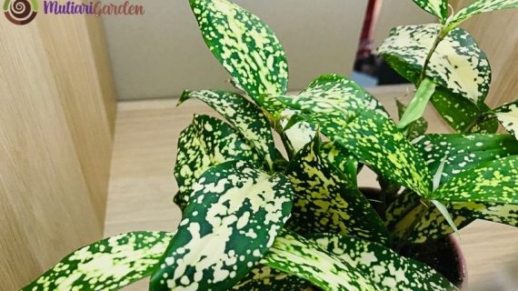 Manfaat dan Jenis Tanaman Dracaena untuk Dekorasi Rumah Sejuk dan Estetik