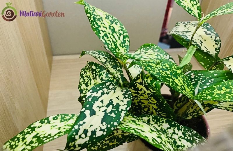 Manfaat dan Jenis Tanaman Dracaena untuk Dekorasi Rumah Sejuk dan Estetik