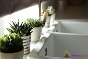 Manfaat dan Tips Memilih Tanaman Hias di Kantor untuk Meningkatkan Produktivitas