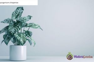 Panduan Perawatan dan Keunikan Tanaman Hias Syngonium Chiapense