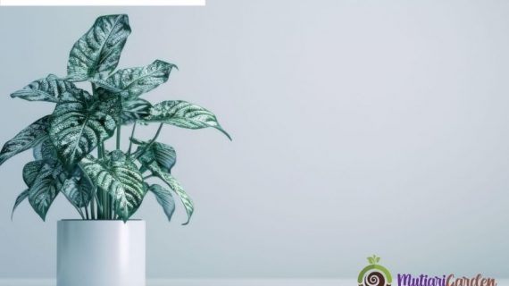 Panduan Perawatan dan Keunikan Tanaman Hias Syngonium Chiapense