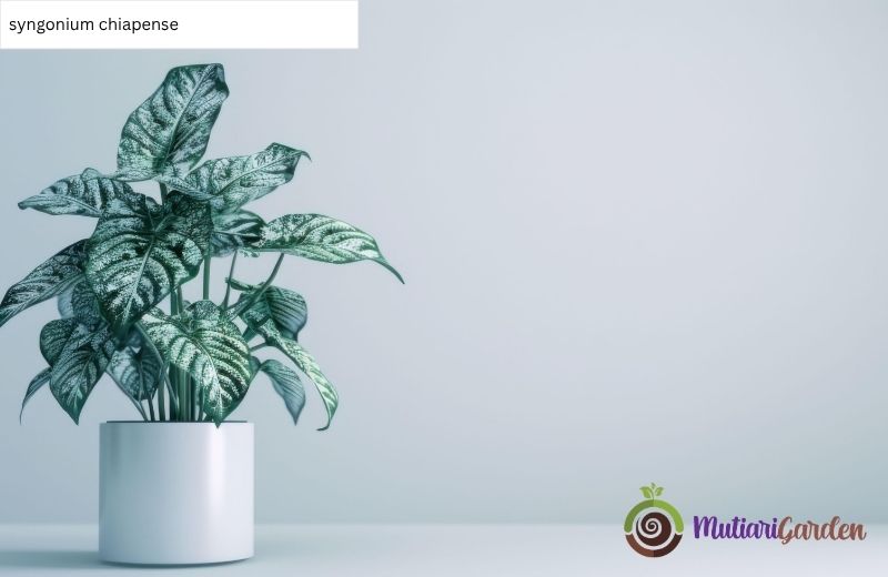 Panduan Perawatan dan Keunikan Tanaman Hias Syngonium Chiapense