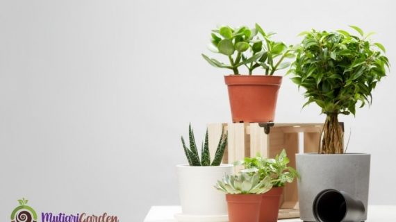 Sewa Bunga Dekorasi untuk Berbagai Acara agar Tampil Elegan dan Memikat