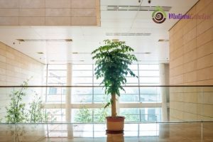 Sewa Pohon Sakura untuk Sentuhan Elegan pada Acara