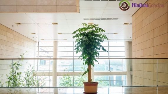 Sewa Pohon Sakura untuk Sentuhan Elegan pada Acara