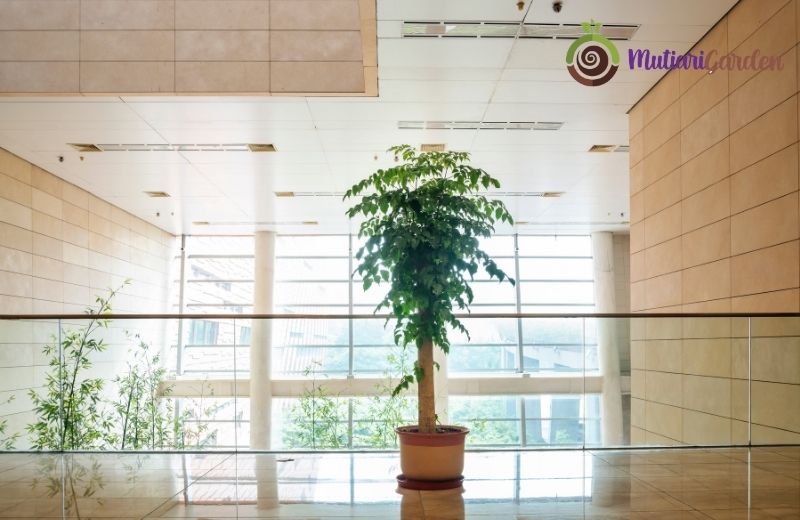 Sewa Pohon Sakura untuk Sentuhan Elegan pada Acara