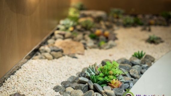 Sewa Pohon untuk Dekorasi Ruang dan Acara yang Lebih Hidup