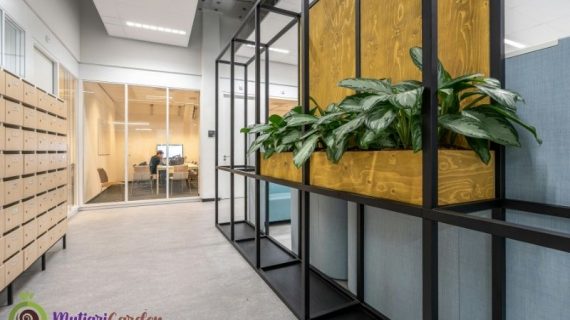 Sewa Tanaman Hidup untuk Dekorasi Ruangan Lebih Segar dan Estetis