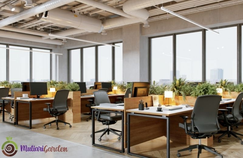 Sewa Tanaman untuk Kantor Membuat Ruang Kerja Lebih Segar dan Produktif